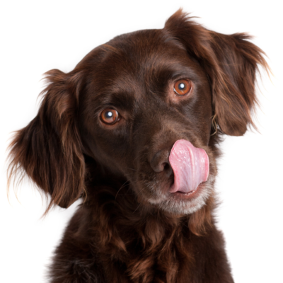 perro de caza marrón que se relame porque tiene hambre