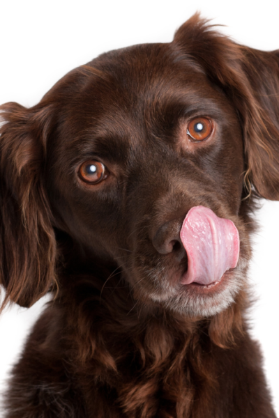 perro de caza marrón que se relame porque tiene hambre