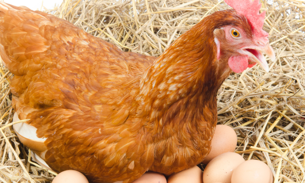 gallina que pone muchos huevos
