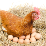 gallina que pone muchos huevos
