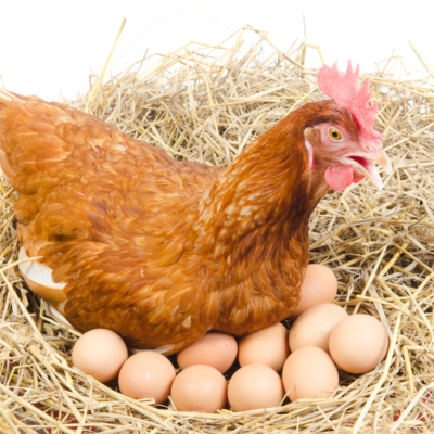 gallina que pone muchos huevos
