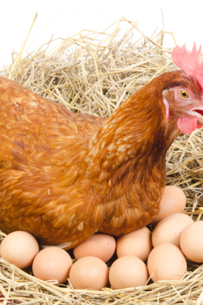 gallina que pone muchos huevos