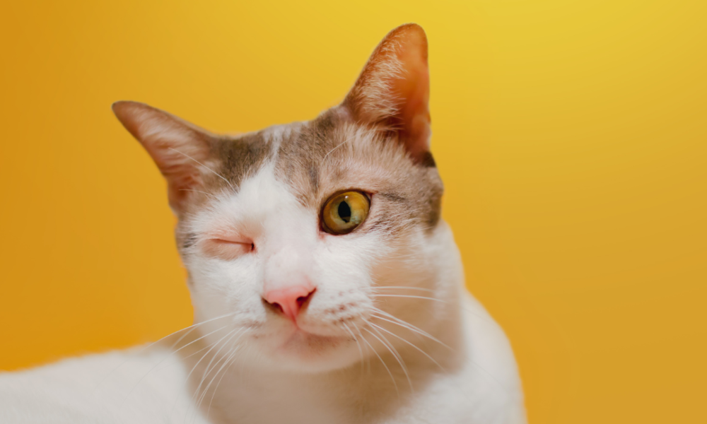 gato comun europeo blanco y marrón con ojo derecho cerrado y inchado or conjuntivitis con fondo amarillo