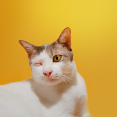 gato comun europeo blanco y marrón con ojo derecho cerrado y inchado or conjuntivitis con fondo amarillo
