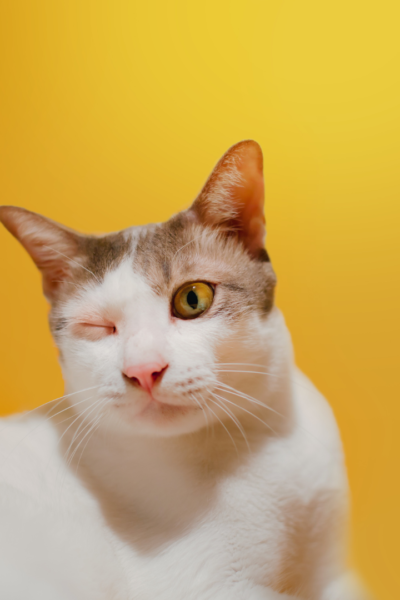 gato comun europeo blanco y marrón con ojo derecho cerrado y inchado or conjuntivitis con fondo amarillo