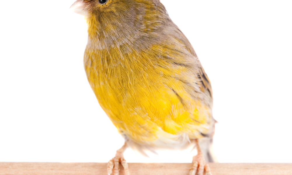 canario amarillo de lado apoyado