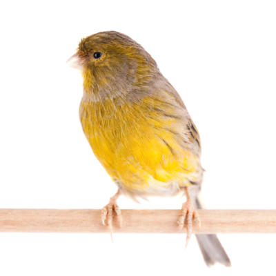 canario amarillo de lado apoyado