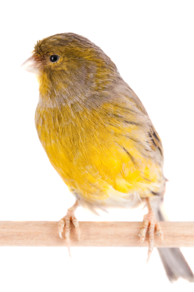 canario amarillo de lado apoyado