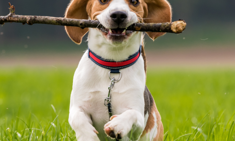 beagle que corre en campo con hierba mientra sujeta un palo con la boca