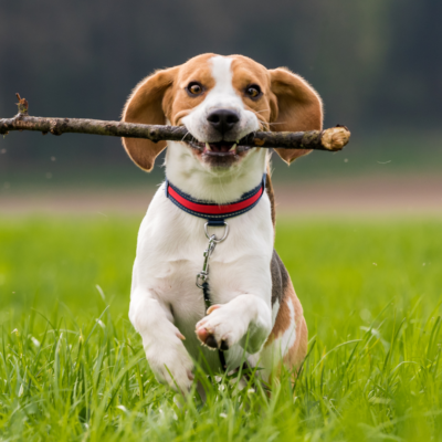 beagle que corre en campo con hierba mientra sujeta un palo con la boca