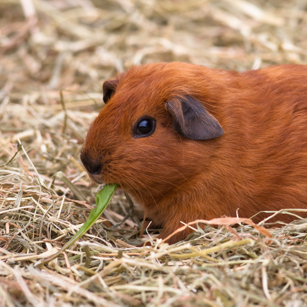 cobaya rex marron comienedo ensalada y heno en jaula