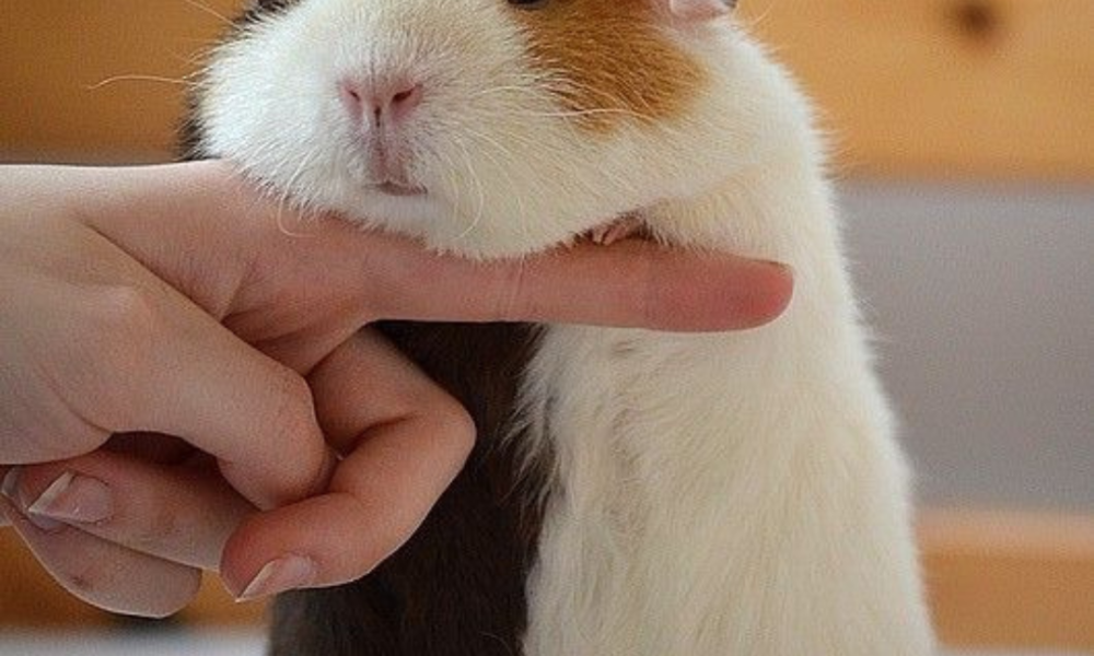 cobaya ticolor a dos patas apoyada en la mano de un humano que mira la camara