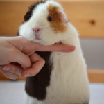 cobaya ticolor a dos patas apoyada en la mano de un humano que mira la camara