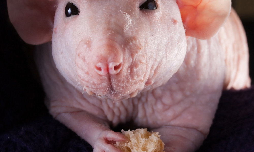 raton sin pelo que esta comiendo pan apoyando en una manta morada