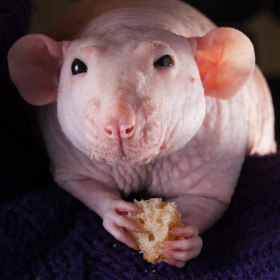 raton sin pelo que esta comiendo pan apoyando en una manta morada