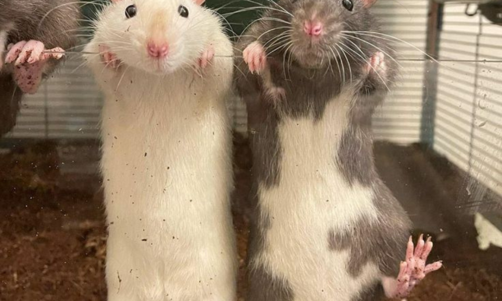 2 ratas domesticas apoyadas en cristal en la jaula de tierra