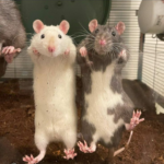 2 ratas domesticas apoyadas en cristal en la jaula de tierra