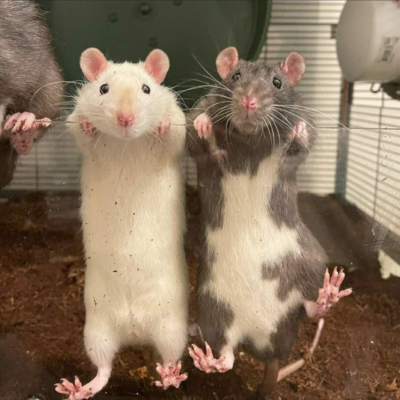 2 ratas domesticas apoyadas en cristal en la jaula de tierra