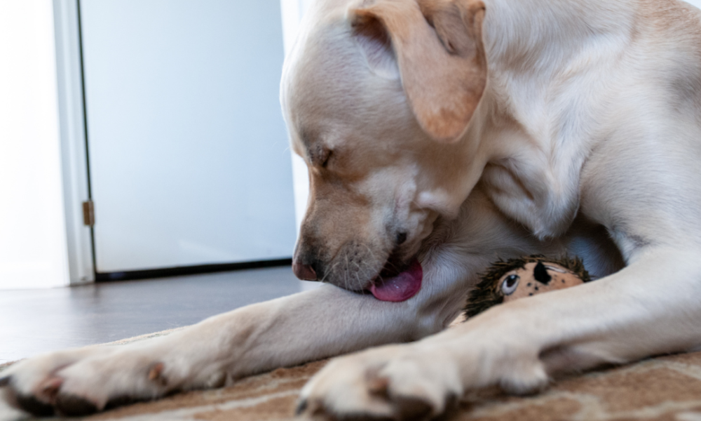 labrador canela lamiendose el codo
