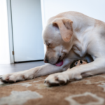 labrador canela lamiendose el codo