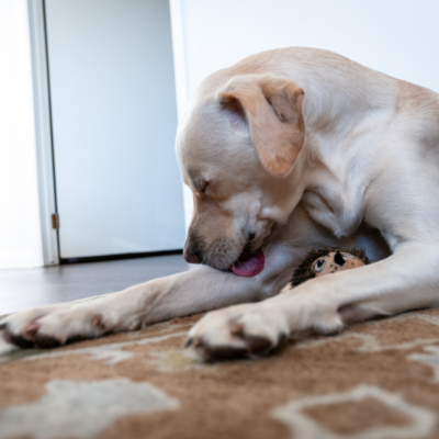 labrador canela lamiendose el codo