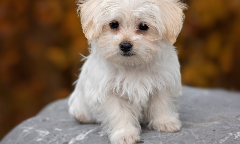 cachorro de Maltipoo sentado en un roca