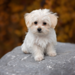 cachorro de Maltipoo sentado en un roca