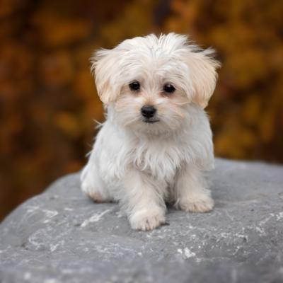cachorro de Maltipoo sentado en un roca