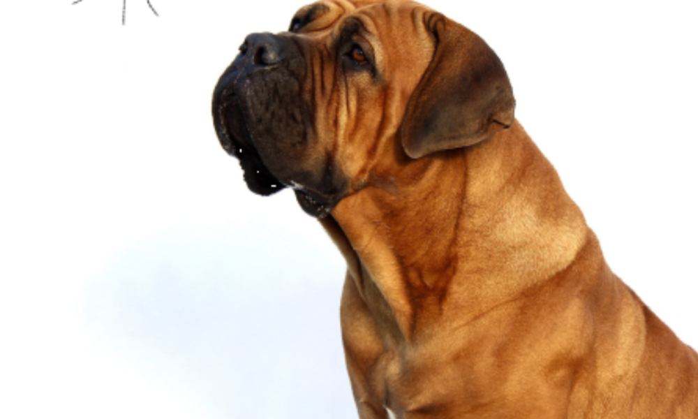Perro de talla gigante con un flebotomo que trasmite la leishamania
