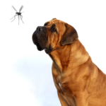 Perro de talla gigante con un flebotomo que trasmite la leishamania