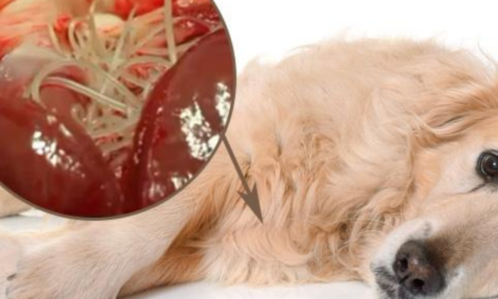 Golden retriever tumbado con un corazon llenos de gusanos de la dirofilaria
