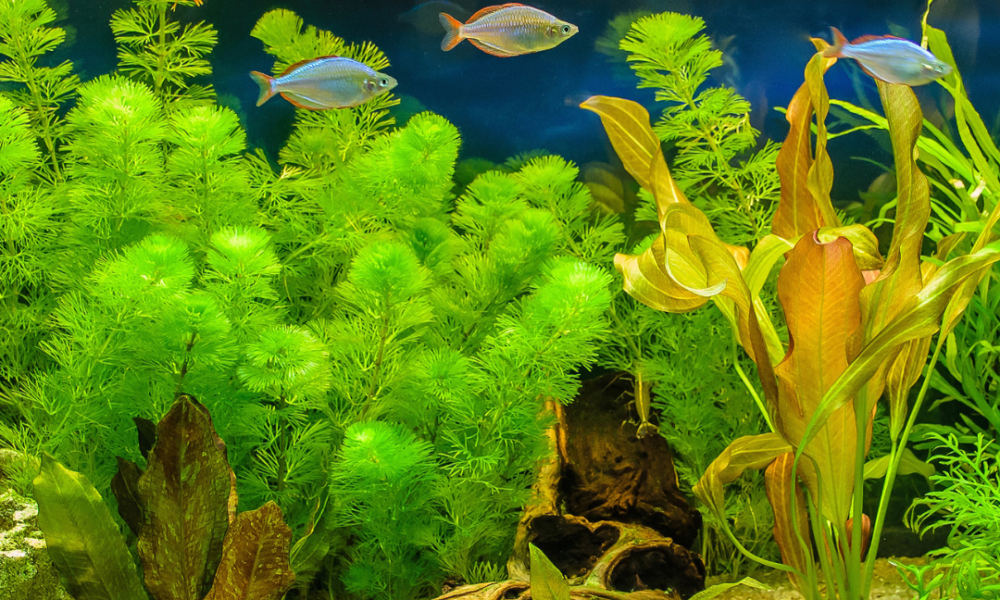 Acuario de agua dulce con peces colorados y plantas
