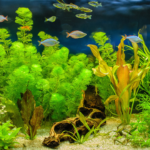 Acuario de agua dulce con peces colorados y plantas