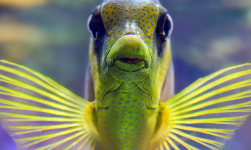pez de acuario de agua salado amarillo y azul