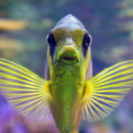 pez de acuario de agua salado amarillo y azul