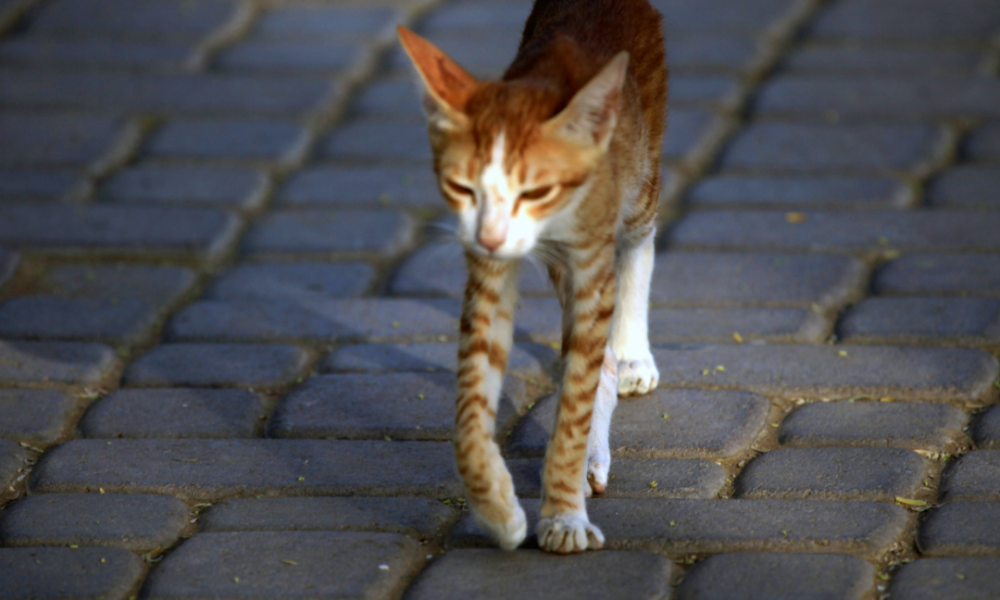 Gato común europeo naranja desnutrido y anorexico