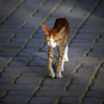 Gato común europeo naranja desnutrido y anorexico