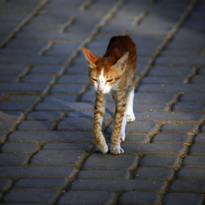 Gato común europeo naranja desnutrido y anorexico
