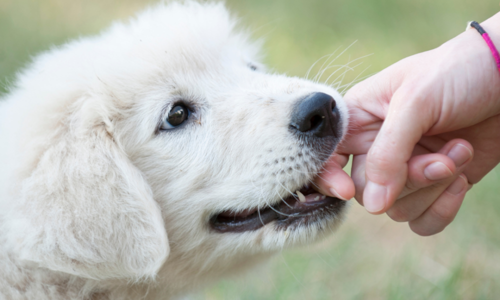 cachorro de pastor de la marema que muerde la mano de su dueña. Tiene diente de leche y pelo blanco