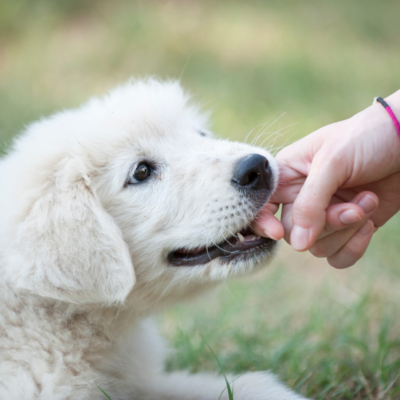 cachorro de pastor de la marema que muerde la mano de su dueña. Tiene diente de leche y pelo blanco